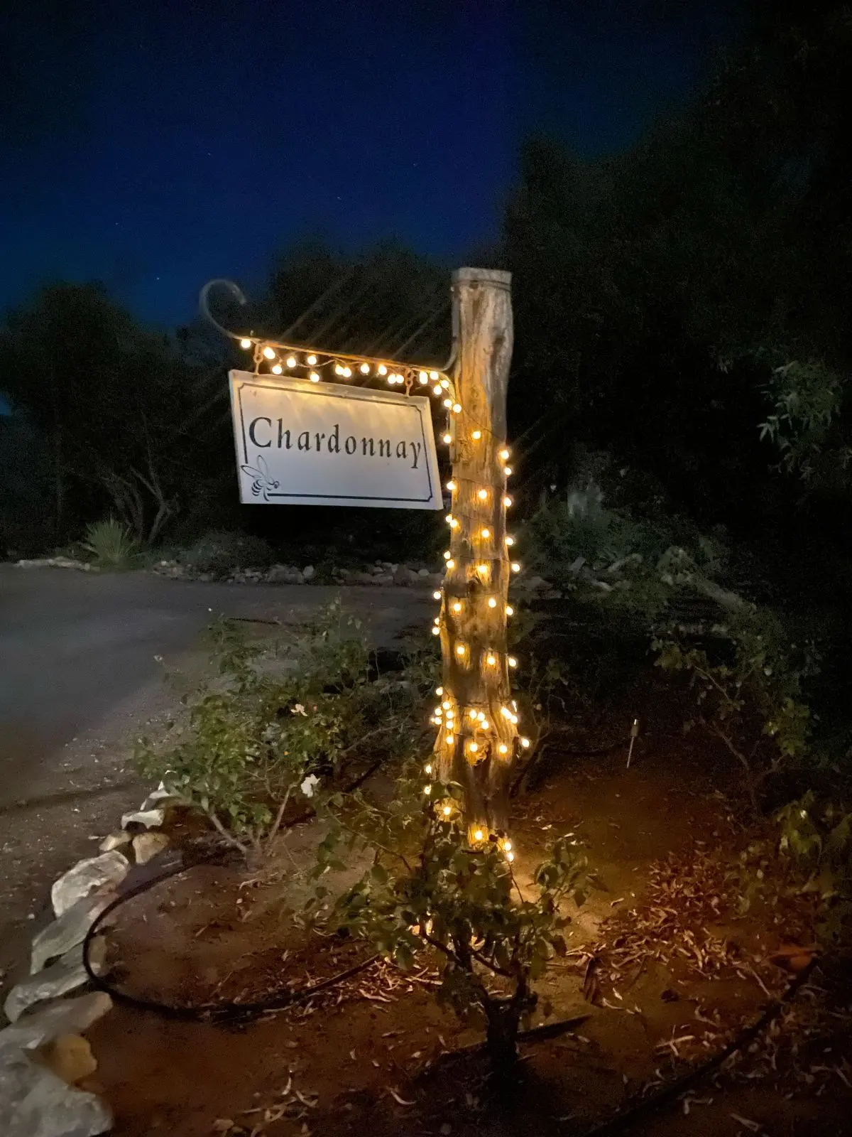 Chardonnay Christmas Lights